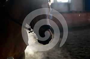 Horse portrait exhale in manege