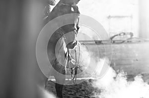 Horse portrait exhale in manege
