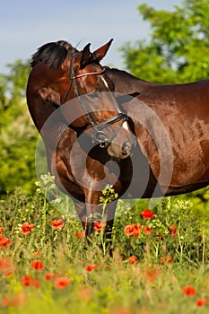 Horse portrait in flowers