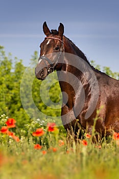 Horse portrait in flowers