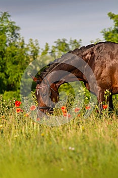 Horse portrait in flowers