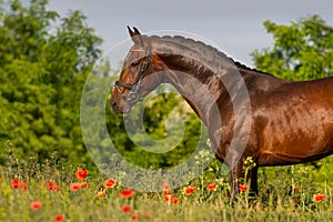 Horse portrait in flowers