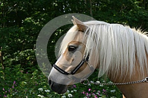 Horse portrait with flowers photo