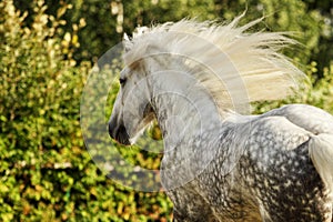 Horse portrait with fluttering wild mane