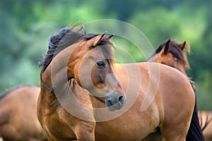 Horse portrait in herd