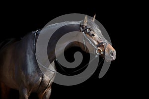 Horse portrait isolated on black