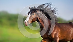 Horse portrait with long mane