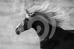 Horse portrait with long mane