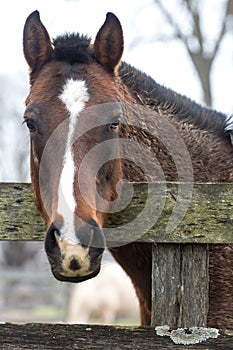 Horse Portrait Looking over Fence