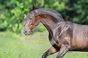 Horse portrait in motion