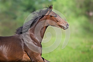 Horse portrait in motion