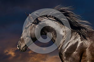 Horse portrait in motion