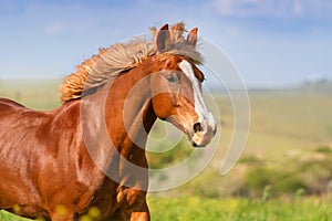 Horse portrait in motion