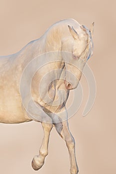 Horse portrait in motion