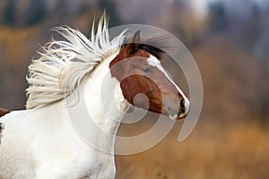 Horse portrait in motion