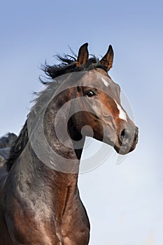 Horse portrait in motion