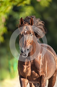 Horse portrait in motion