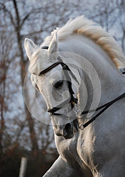 Horse portrait in motion