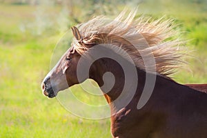 Horse portrait in motion