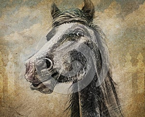 Horse portrait in multimedia digital and charcoal