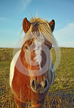 Horse, portrait and nature filed on countryside farm or agriculture adventure in environment, ranch or traveling. Animal