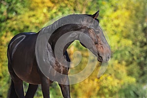 Horse portrait outdoor