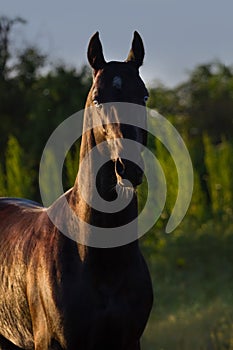 Horse portrait outdoor