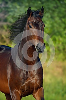 Horse portrait outdoor