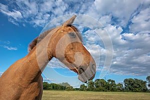Horse portrait in a pasture in the French countryside
