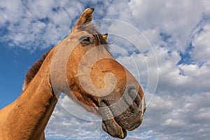 Horse portrait in a pasture in the French countryside