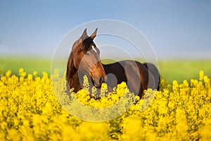 Horse portrait on rape