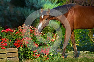 Horse portrait in red roses