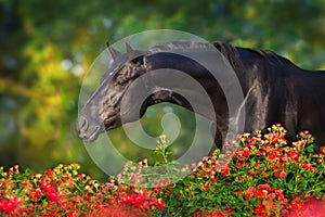 Horse portrait in roses