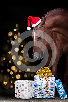 Horse portrait in santa red hat and christmas gifts