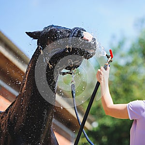 Horse portrait in spray of water. Horse shower at the stable