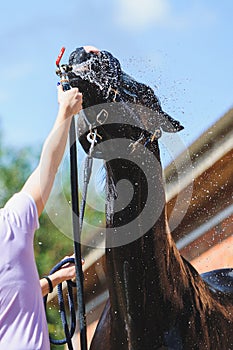 Horse portrait in spray of water. Horse shower at the stable