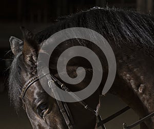 Horse Portrait in stable.Equestrian sport.