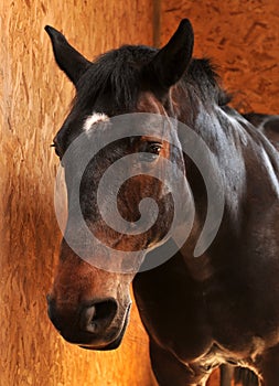 Horse portrait