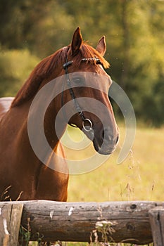 Horse portrait in summer