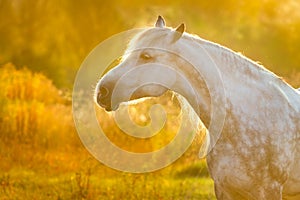 Horse portrait at sunlight