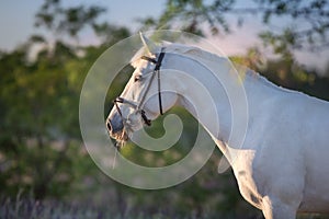 Horse portrait at sunset