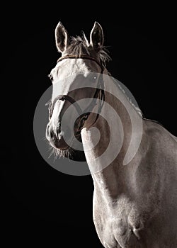 Horse. Portrait of Trakehner gray color on dark background