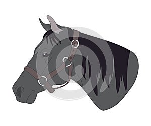 Horse portrait vector illustration, color illustration