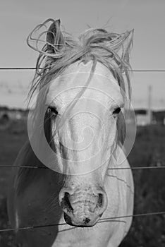 Horse portrait vertical shot.