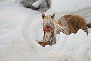 Horse portrait on the white snow while looking at you