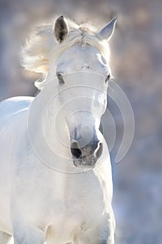 Horse portrait in winter