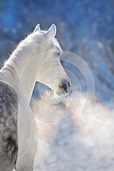 Horse portrait in winter frozen day