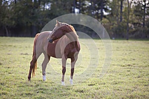 Horse pose