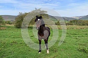 Horse posing in field