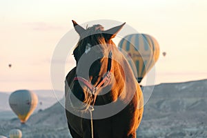 Horse posing stand with background of Hot air ballooning in Cappadocia